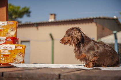 Eurofral leva linha inovadora de tapetes higiênicos pet para feiras referências no setor nos meses de julho e agosto